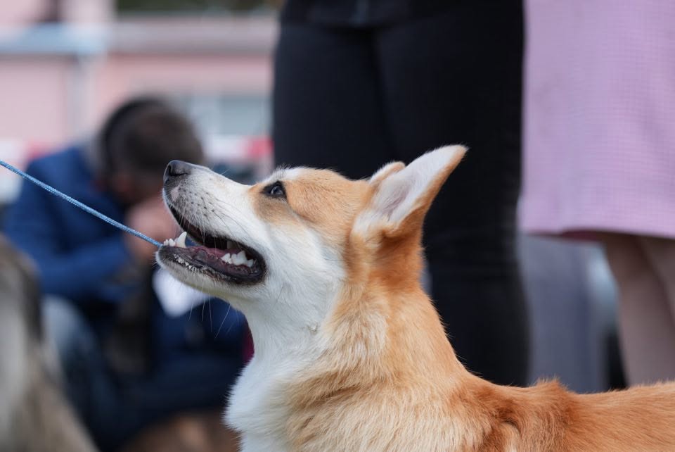 Corgi czekający w ringu na ostateczny werdykt sędziego